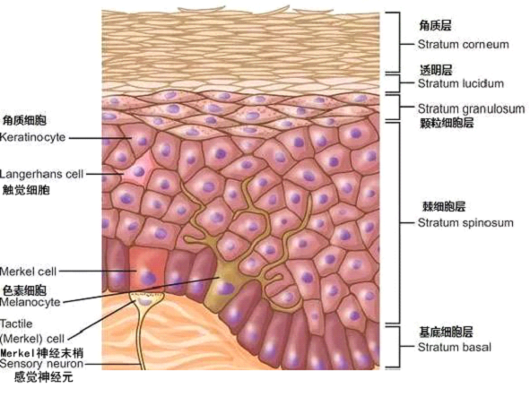皮肤结构.png
